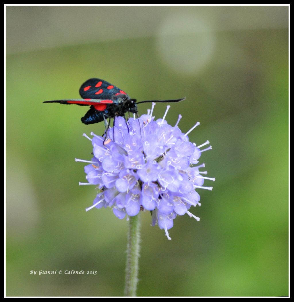 Zygaena filipendulae/transalpina?